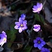 Leberblümchen<br />(Foto: lainari)