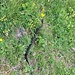 Eine fast schwarze und giftige Höllenotter (Kreuzotter in den Bergen)
