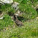 und kümmert sich alsbald um die Küken, die sich im Gras versteckt haben.