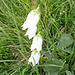 Albino Glockenblume