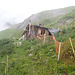 Schäferhütte