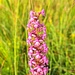 In den Feuchtwiesen der Rossweid gab eines Blumenpracht