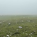 Genauso mysthisch wie das [https://www.hikr.org/gallery/photo3997098.html?post_id=190443 letzte mal] startete ich von der Jaukenalm.