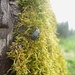 Immer noch am Waldrand mit einem Kletterer<br />(ev Schwarzkäfer (Tenebrionidae))