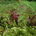 Wunderwelt Waldboden