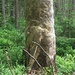Wo ist die Rinde hin?