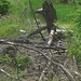 Lost in the wood