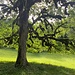 Ein spezieller Baum<br /><br />
