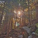 la salita nel bosco