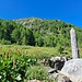 l'alpe Pirola