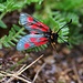 Um die Hütte flogen viele Hochalpenwidderchen (Zygaena exulans).