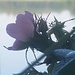 Blüte ganz nah