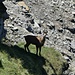Gamsbock in der steilen Westflanke.