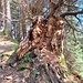 Baum-Ungeheuer
