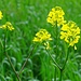 Bleame am Wegesrand