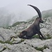 Gut genährter Steinbock steht auf