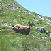 Giro dei Laghi di Foppolo