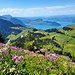 Farbenpracht am Vierwaldstättersee