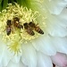 api su polline di cactus tricocereus bioggio 14 07 2025