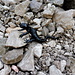 Jetzt kommen alle Salamander aus ihren Verstecken