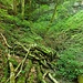 durch das Grün auf dem Foto kaum sichtbar - hier ist ein großer Felskessel