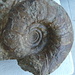 psiloceras ammonite