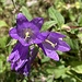 grossartige Glockenblume - mit Besuch