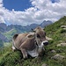... eine schmucke Kuh ...