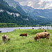Ähnlich wie bei [https://www.hikr.org/gallery/photo3763186.html?post_id=180283#1 meinem letzten Besuch hier:] Gallhornrinder am Tschingelsee. Mit dieser Vielfalt von Eindrücken aus dem Kiental gondeln wir schliesslich retour nach Bern, wo zusammen mit [u Fax] noch im Garten grilliert wird. 