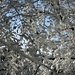 im verschneiten Wald