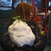 Foto von der zweiten Tour am 29.11.2010:

Ein lustiges Mädchen nimmt im Bus ihren Schneemann mit nach Hause :-)