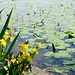 am Nordufer intakte Natur
