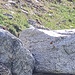 <b>Fringuello alpino.</b>