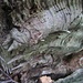 Detail-Studie