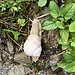 ... wechseln ab mit einer die Feuchtigkeit schätzender Schnecke ...