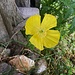 aussergewöhnlicher Mohn auf der Alp Steiwang