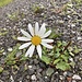 ... zu einem robustem Margritchen auf dem breiten steinigen Weg ...