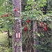 Wegzeichen und Beeren bringen Farbe ins Grau