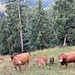 selten trifft man eine derartige Herde an