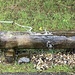 noch mehr Wasser - hier in geführtem, doch dynamischen Rahmen