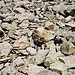 Eine schön angelegte Querung von grobem Blockwerk.