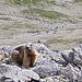 <b>Intorno a me, il silenzio più assoluto. Nessun altro escursionista, né aquile né gipeti. A un’altitudine incredibile — 2860 m — osservo una marmotta. Mi domando come possa trovare nutrimento in un ambiente così spoglio, privo persino di un filo d’erba.</b>