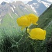 Blumengrat II