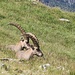 Fast wie im Tierpark....