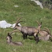 Soviele, so nah und so "zahm" sehen wir selten