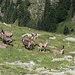Gemäss Gipfelbucheintrag waren die 15 Stk. schon gestern am Berg gesichtet worden