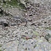 Nochmals Steinwild, diesmal ein einsamer Bock