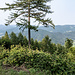 ... hinauf zum "Höhepunkt" der Tour, dem Farrenkopf (789 m). Es gibt da eine Schutzhütte und Sitzgelegenheiten, jedoch nur einen [https://www.youtube.com/watch?v=4rtDqAnoRRw&list=RD4rtDqAnoRRw&start_radio=1 recht zugewucherten] Fernblick, und zwar gen Gutachtal.