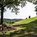 An der Uhlseppenhofhöhe öffnet sich der Wald und ich trete heraus ...
