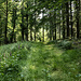 Wie es sich für eine ordentliche Integral-Überschreitung gehört, gehe ich hier länger direkt auf der Scheitellinie eines Bergzugs (namenlos, bzw. Gewann Farrenwald,westlich vom Hauserbachtal).